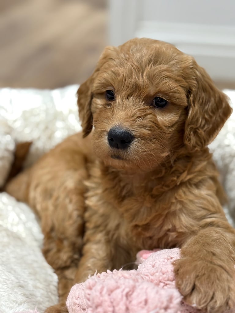 Goldendoodle Dogs Puppies for Sale Gumtree