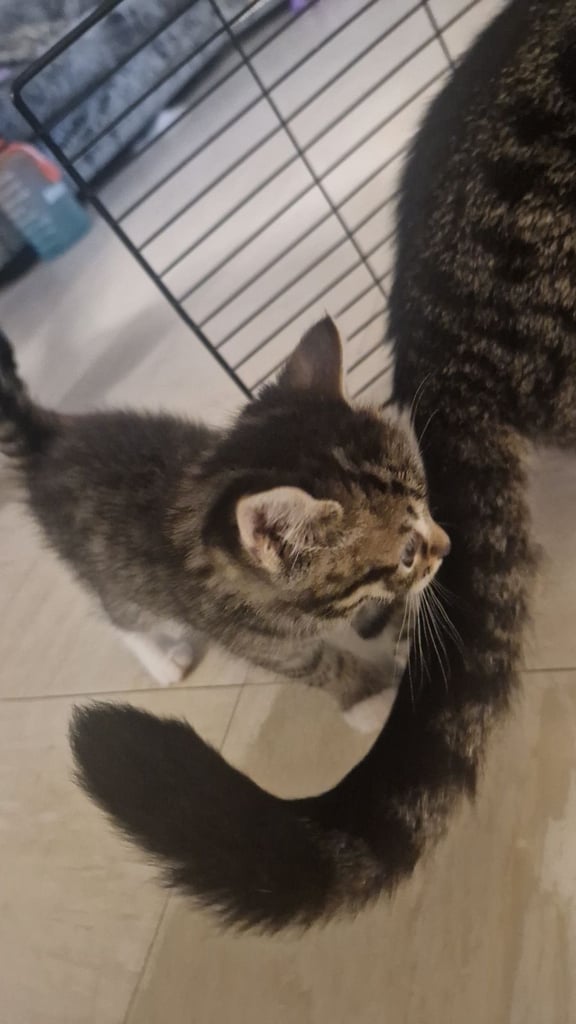 3 Kittens For Sale 