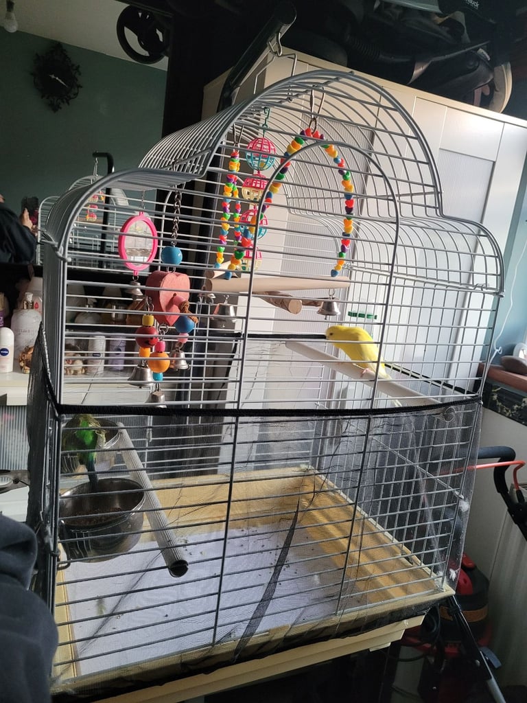 2 budgies for sale 