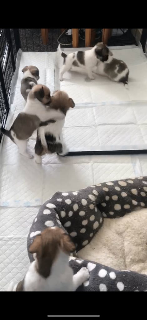 Shih tzu x chihuahua puppies 