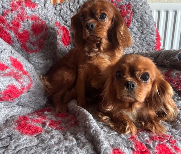 2x 3 year old sister Cavaliers 