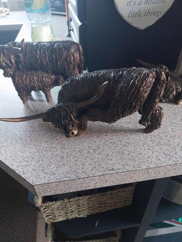 image for Highland cattle.