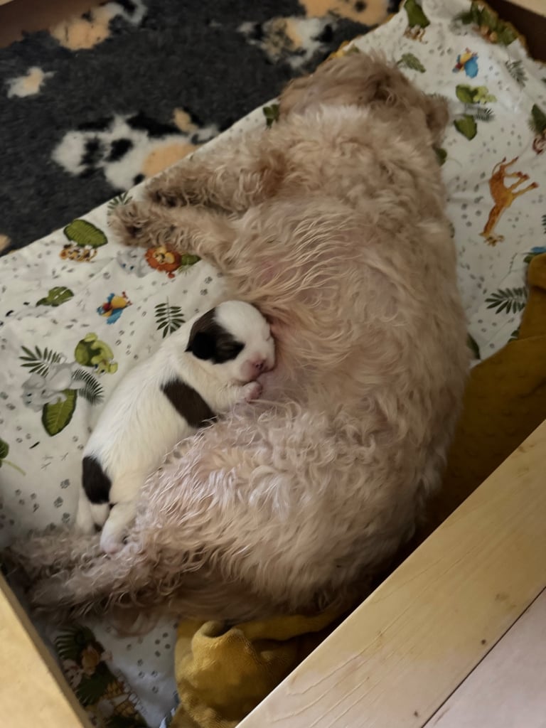 Toy Shihpoo