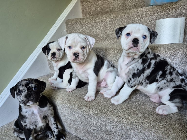 7 Adorable Olde English Bulldog/ French / Pug Bulldog puppies for sale ❤️