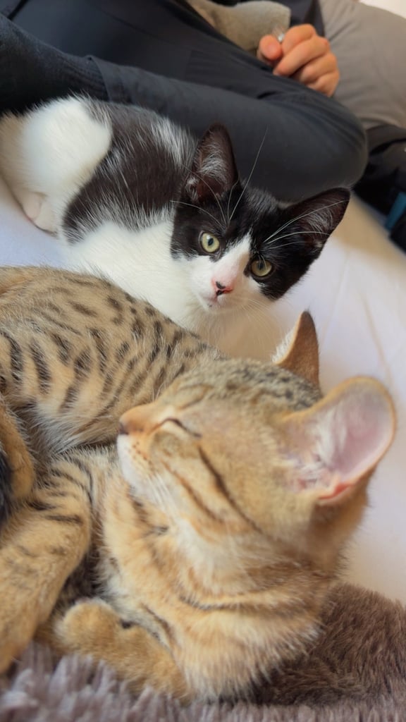 2 kittens for sale 