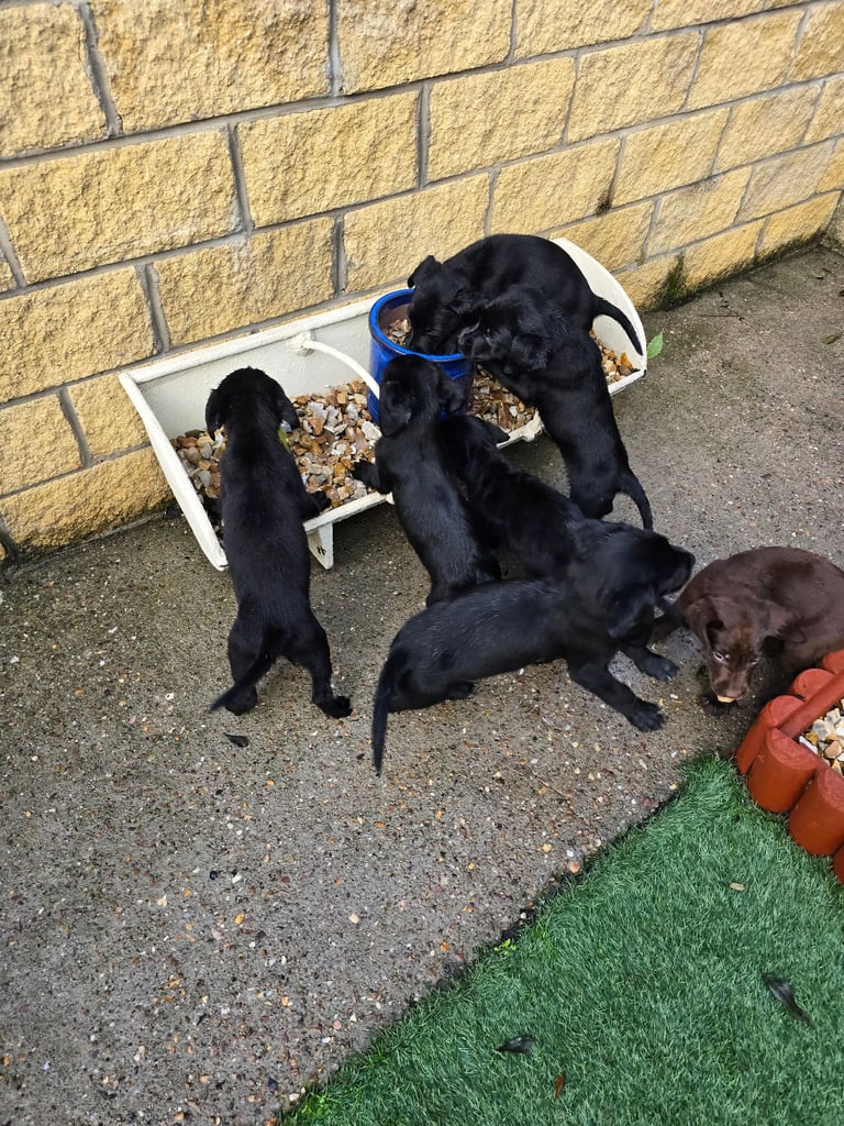 Beautiful black and chocolate labrador puppies 