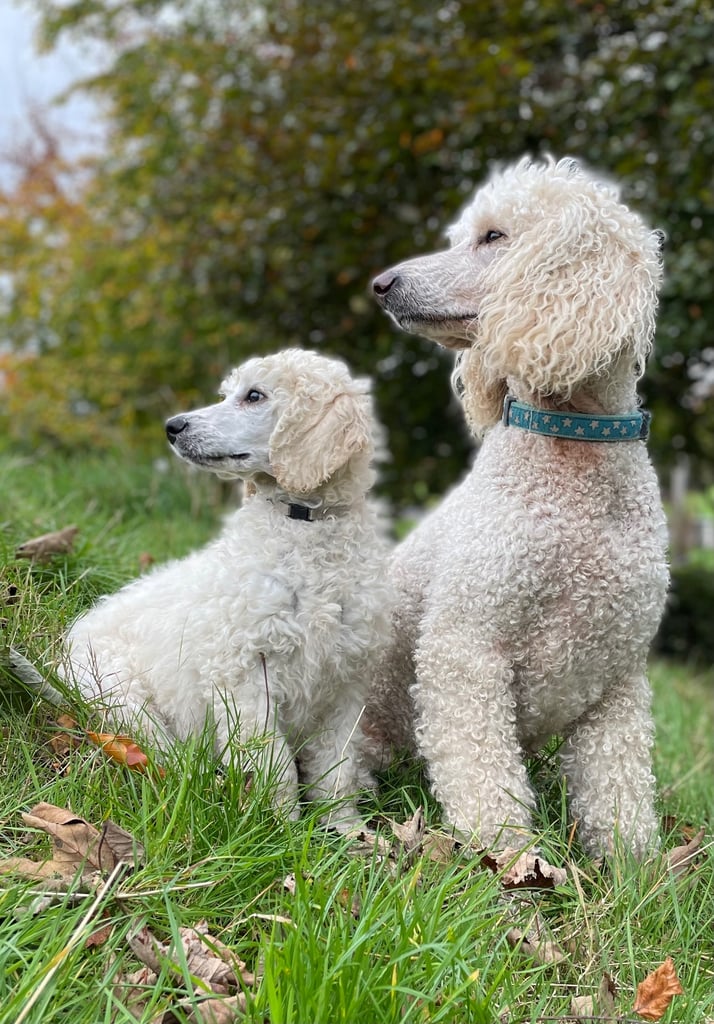 Standard poodle - update - last girl and 3 boys 