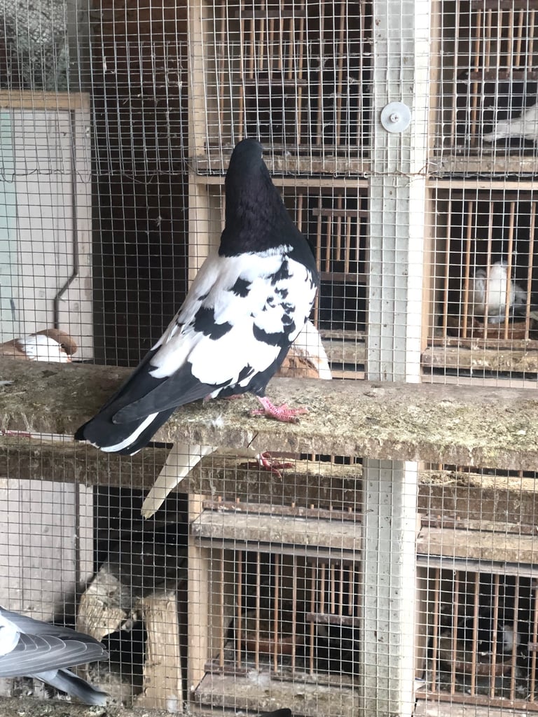 Pigeon 