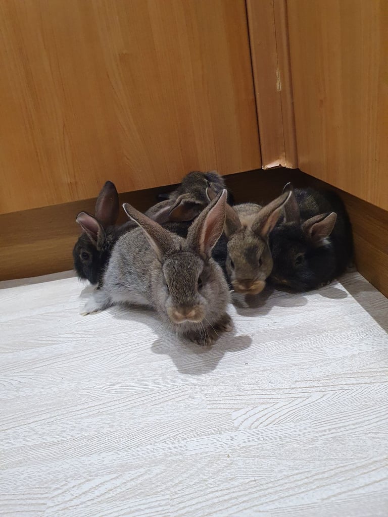 Rabbits for sale 