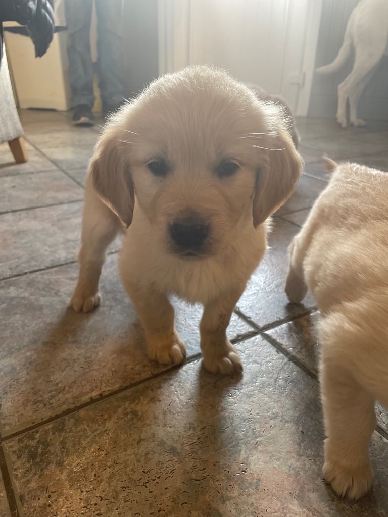 Golden Retriever Dogs Puppies for Sale in Northern Ireland Gumtree