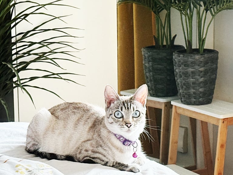 SNOW LEOPARD - SNOW BENGAL KITTENS -LAST ONE LEFT Ready now