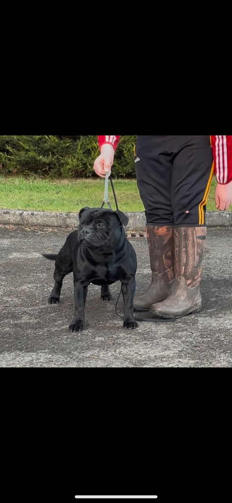 Staffordshire Bull Terrier Pups