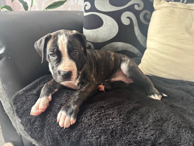 4 cane corso puppies