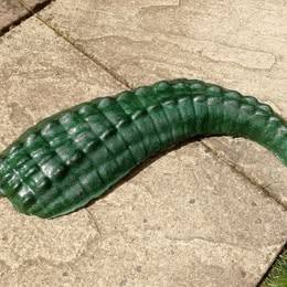 3 Piece Submerged Alligator / Crocodile Garden Ornament Bright Green Painted Concrete