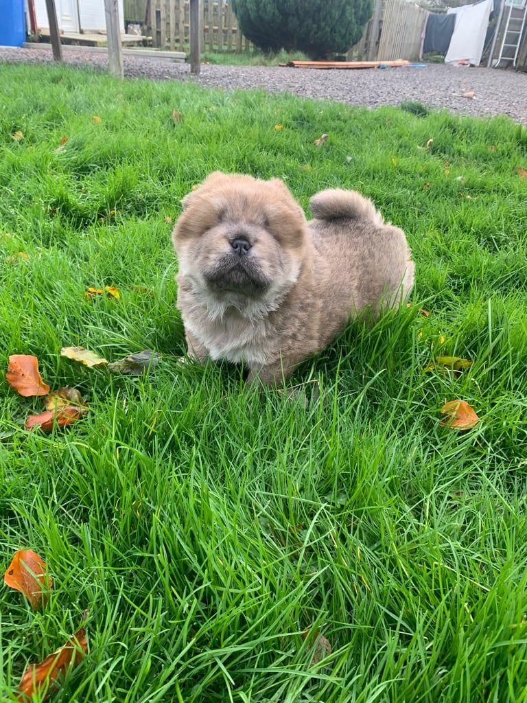 Kc chow chow male 