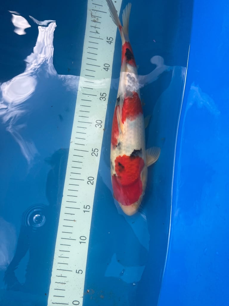 koi fish sale