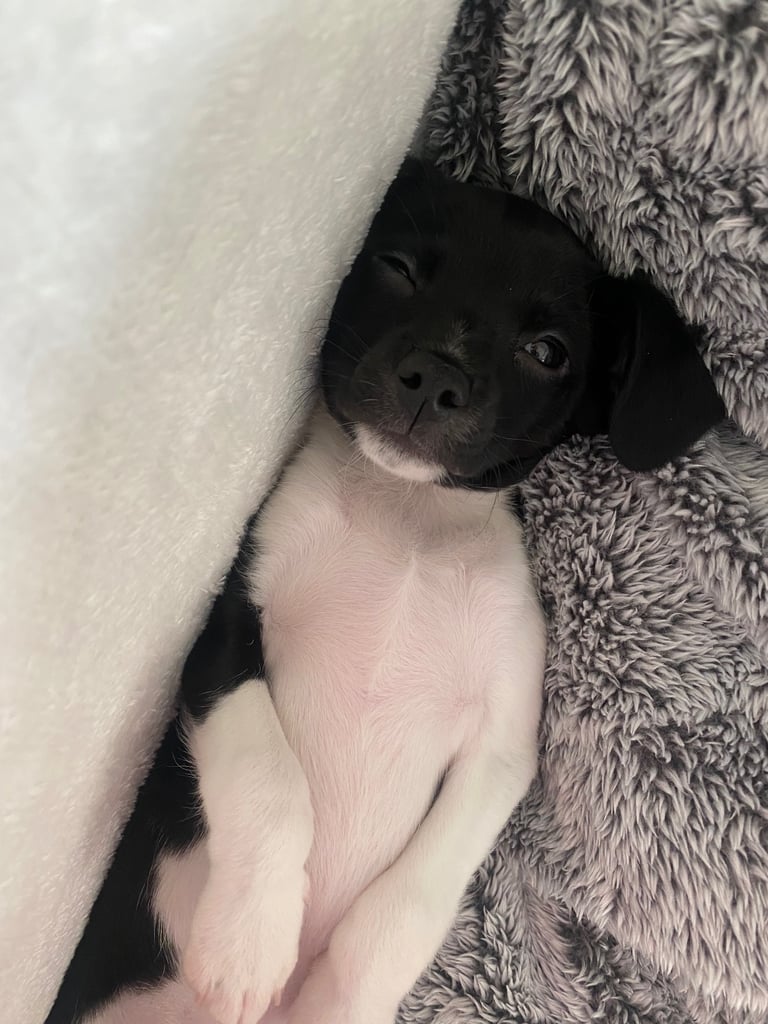 Chihuahua x Cocker spaniel puppy for sale 