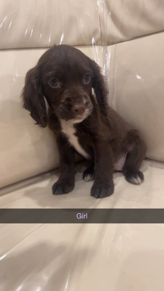 3 chocolate cocker spaniel puppies 