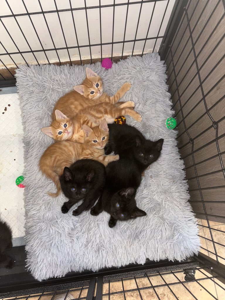 Kittens ready to go now