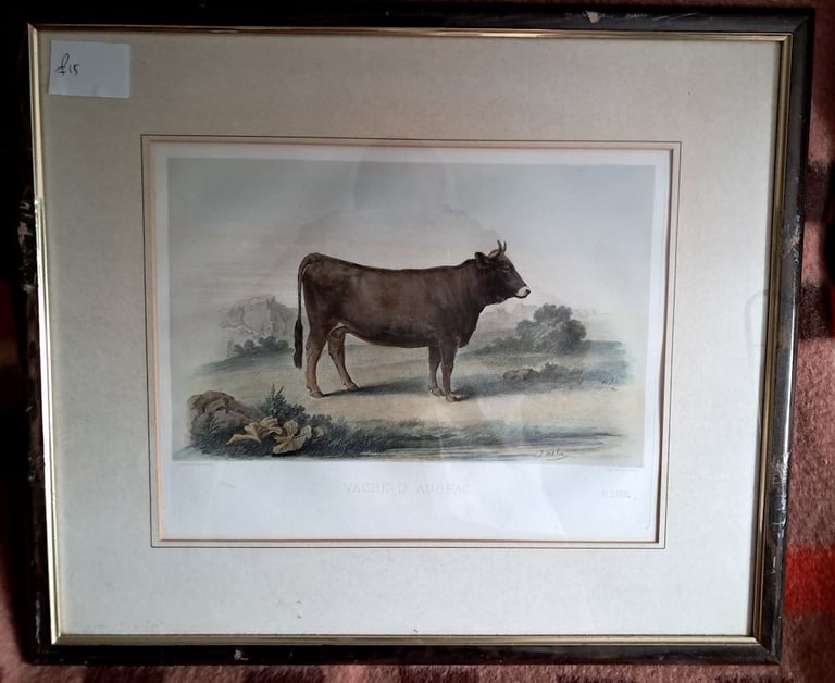 6 x European Cattle Breeds-original f&g coloured antique prints-1856 Paris  Show-£7 each