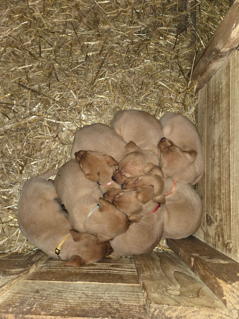 Fox Red Labrador Pups