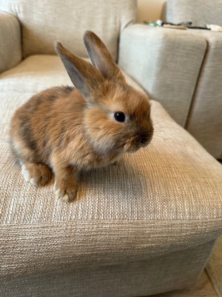 Mini lops,Halosowen