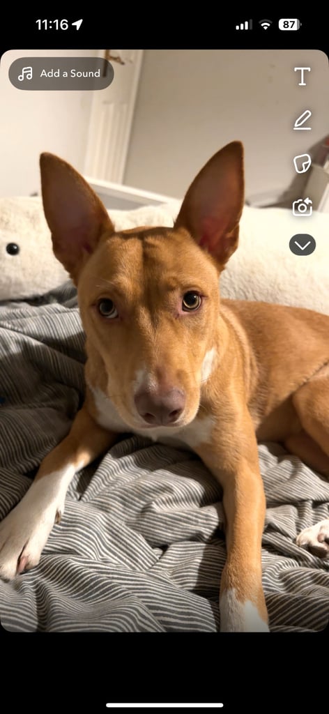 Border collie for rehoming 