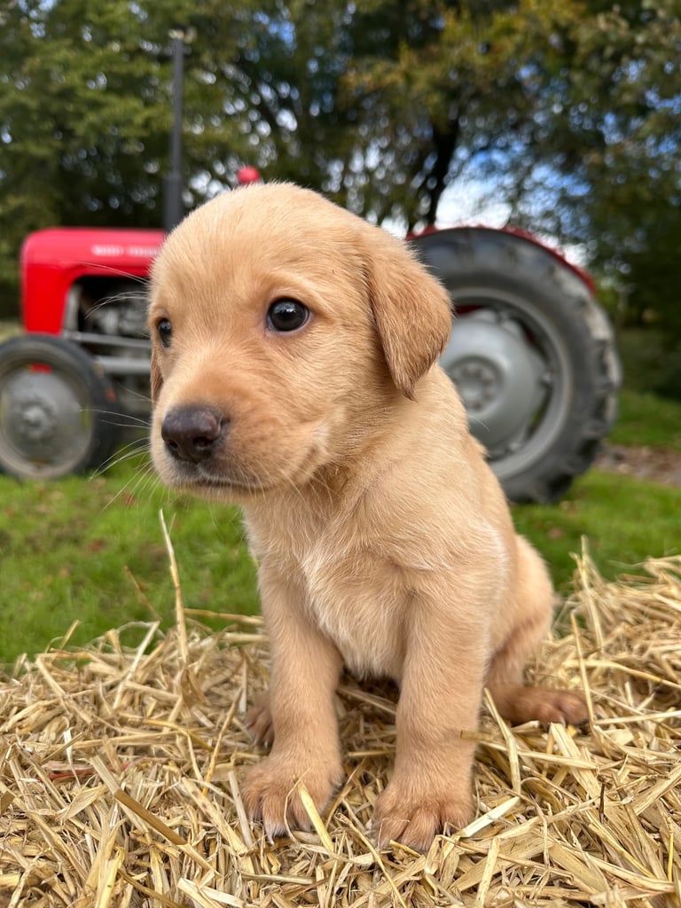 Labrador Retriever Puppies