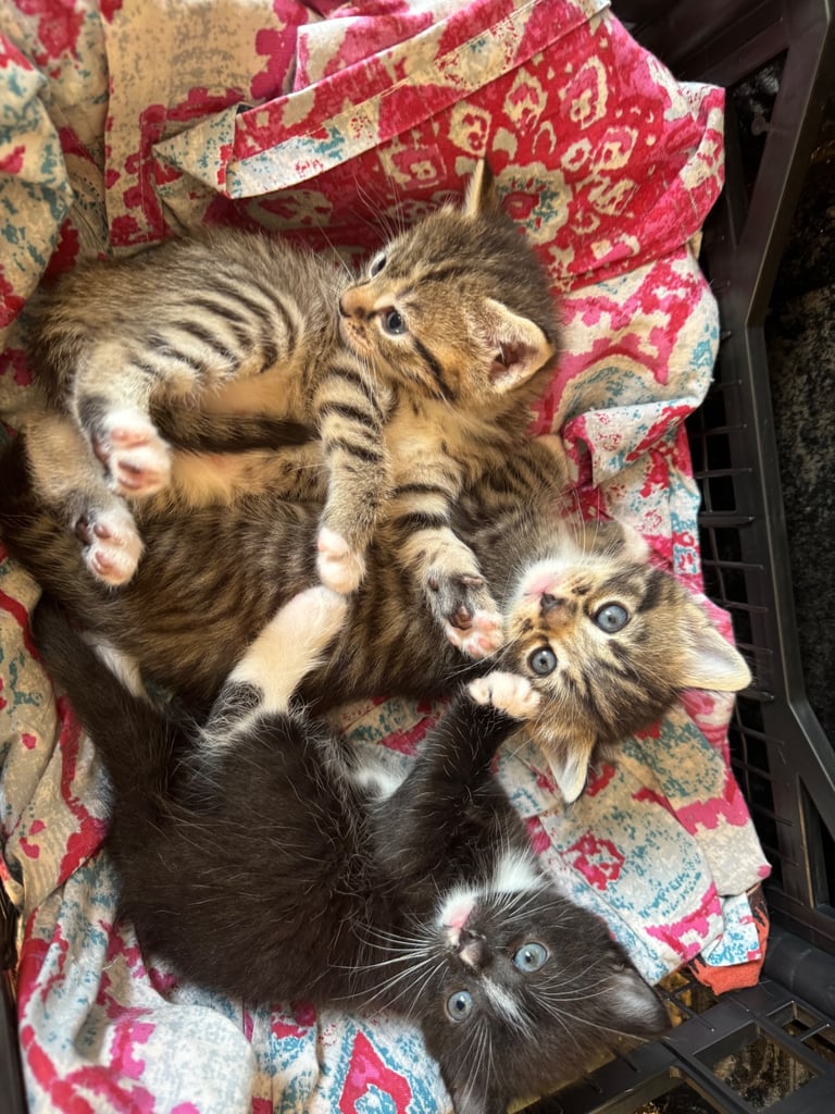 Kittens for sale 