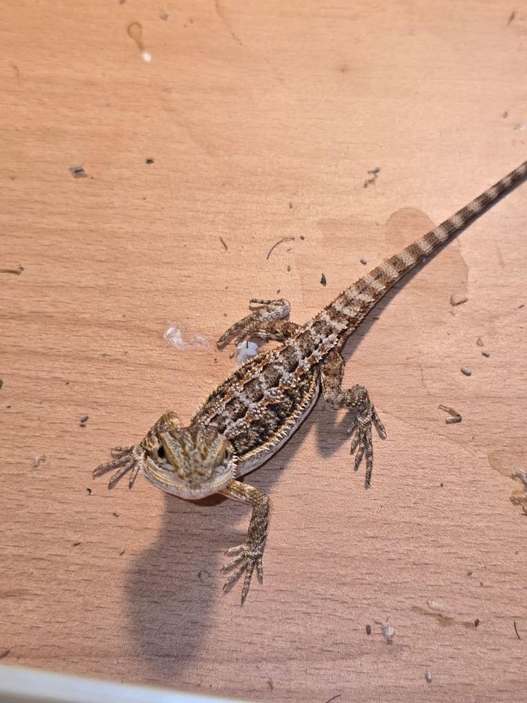 Baby bearded dragon with tint red 2 for £90