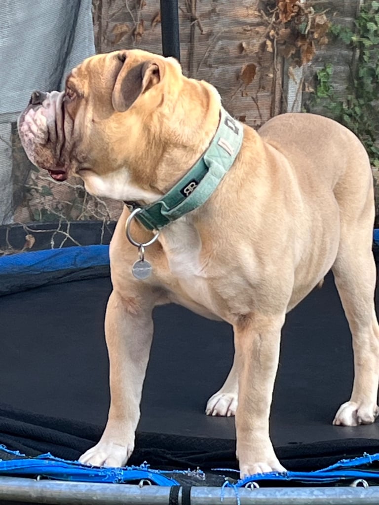 Old english bulldogge