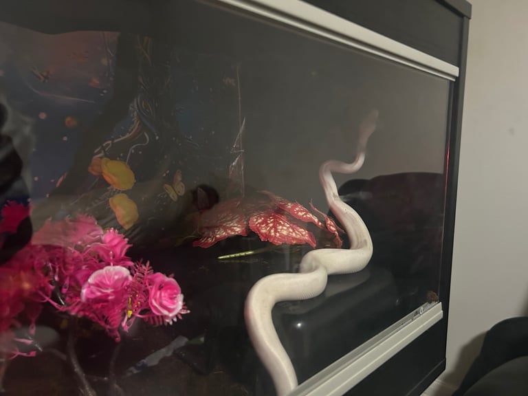 Two Juvenile Ball Pythons + Vivarium Setup