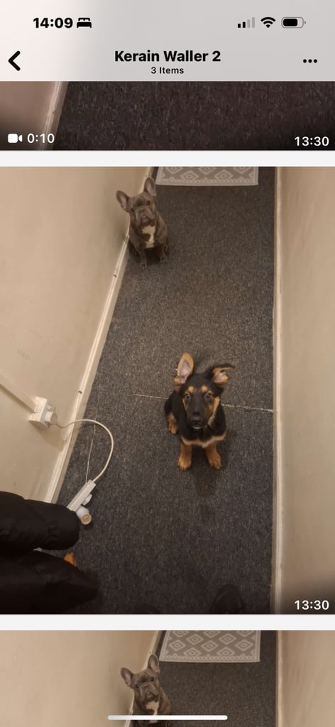 image for German shepherd puppy for sale 