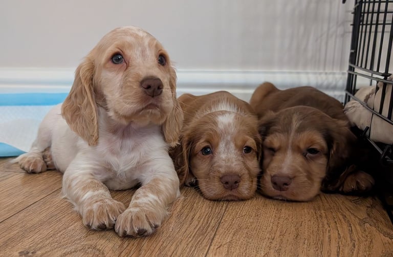 Stunning litter of Cocker Spaniel Puppies