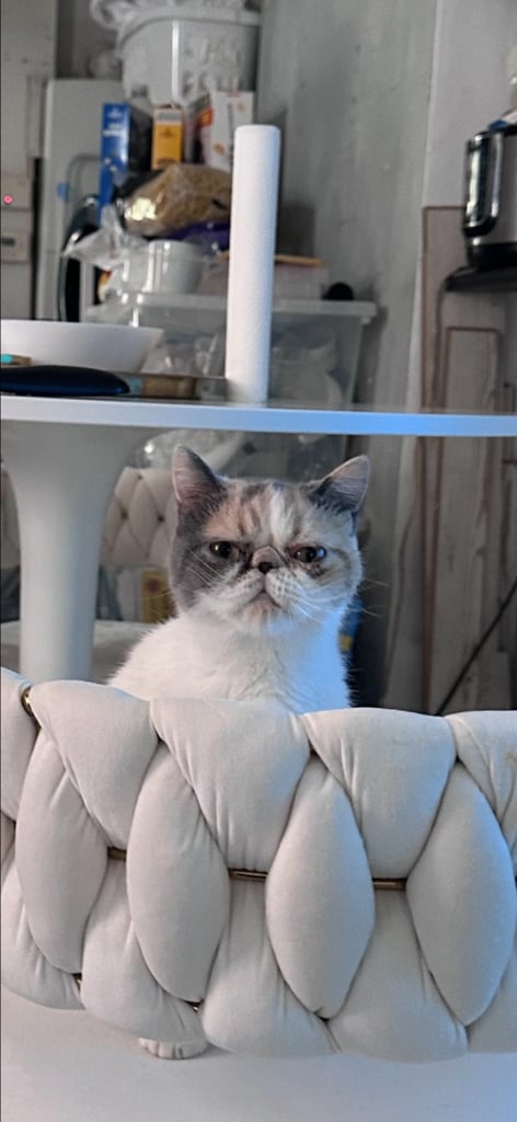 Persian Kittens For Sale