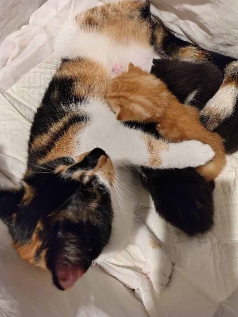 New litter 2 boys and 1 girl