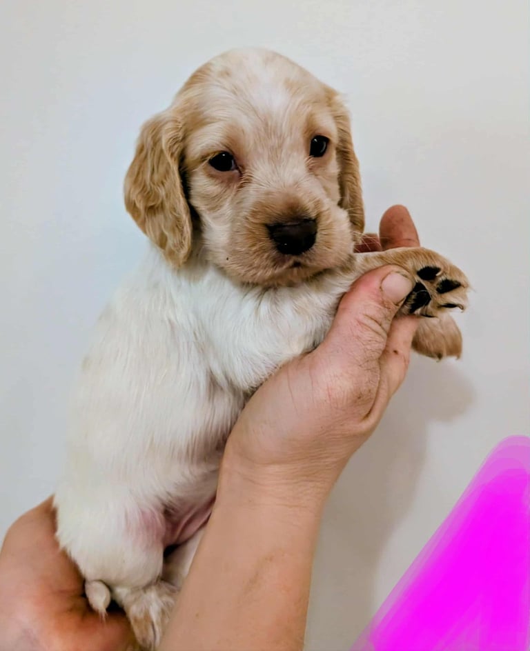 Stunning litter of Cocker Spaniel Puppies