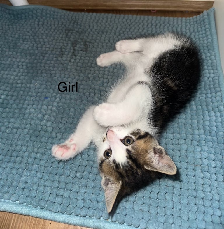 Kittens 