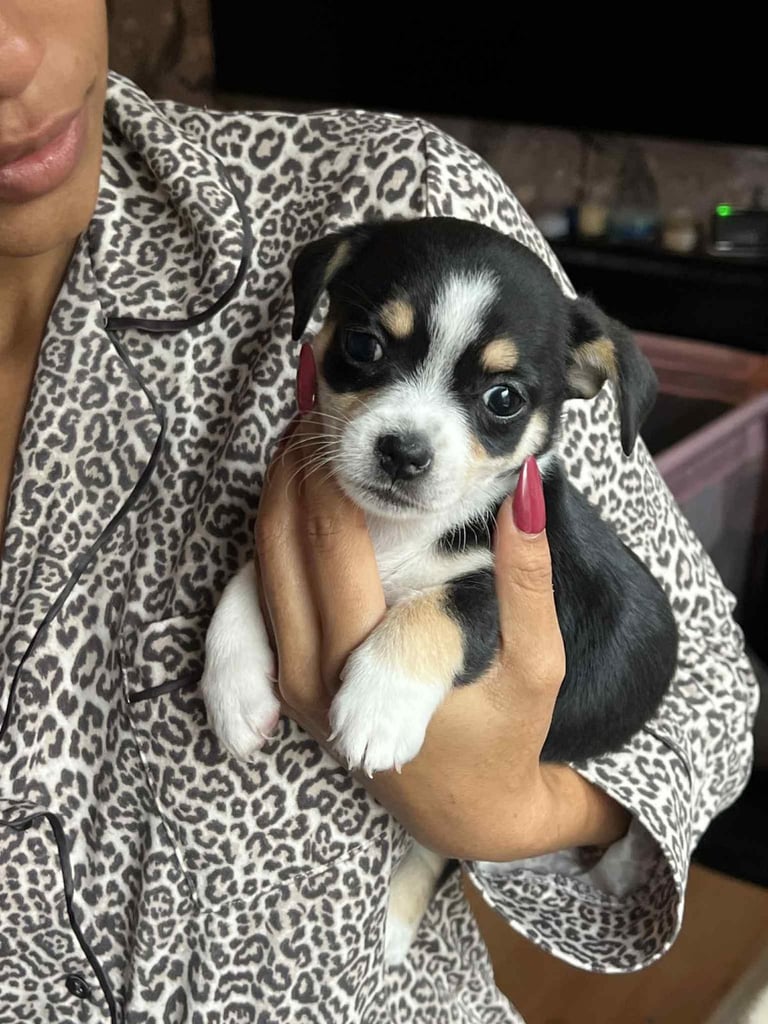 Pomchi weenie pups 2 girls left. 