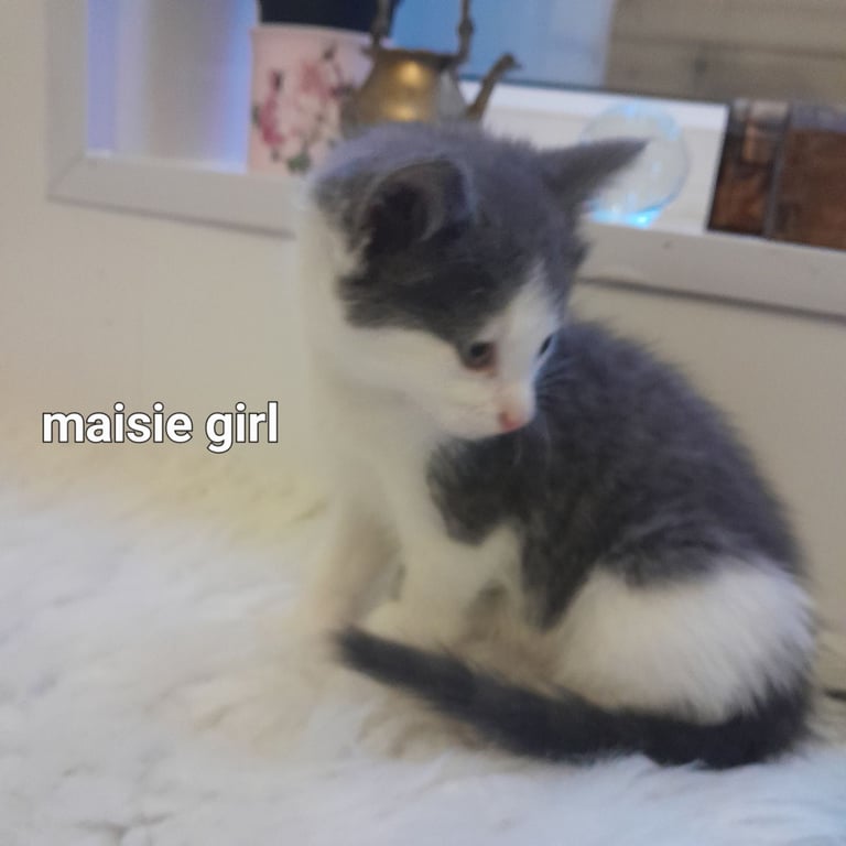  Bi colour white and blue kittens siamese/british shorthair/mix