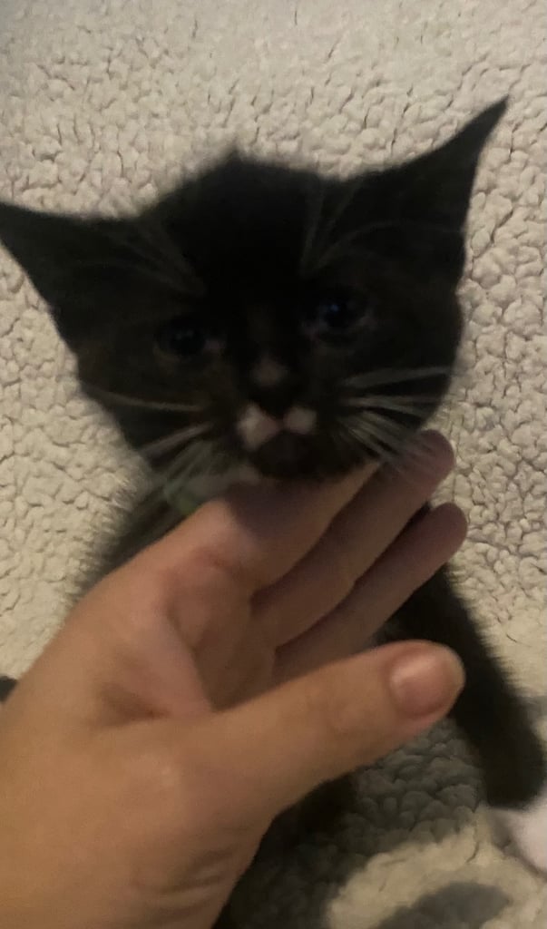  kittens ready now 