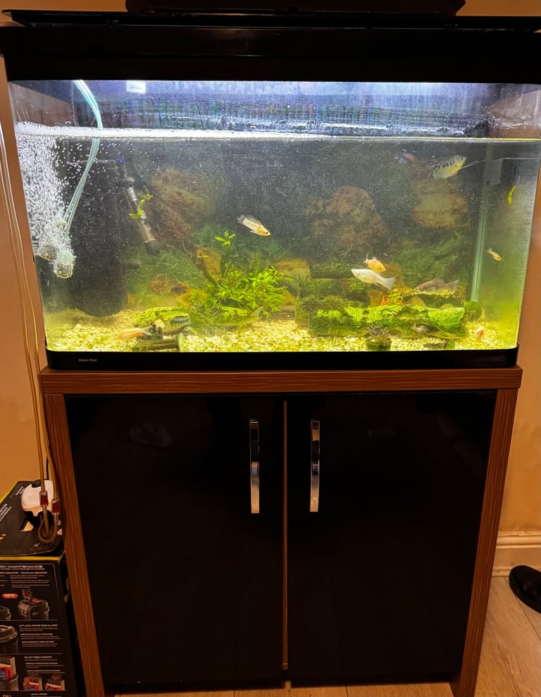 Used 127 lite fish tank with stand, an internal filter, fish, heater, and accessories