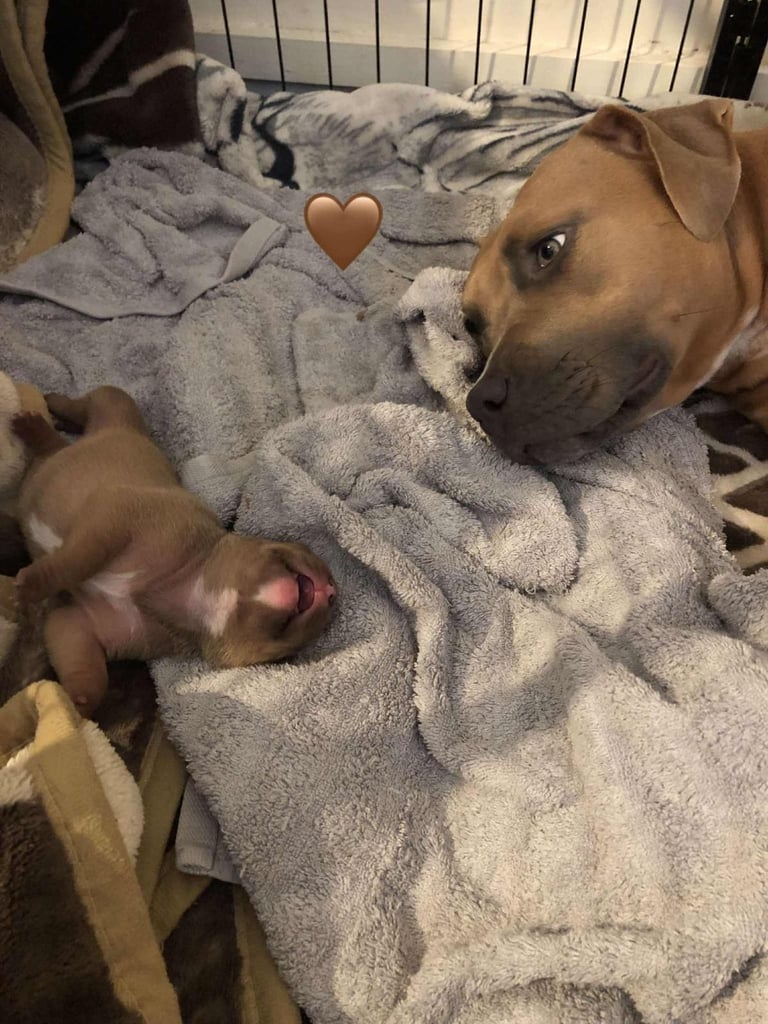 Staffordshire Bull Terrier x puppies for sale