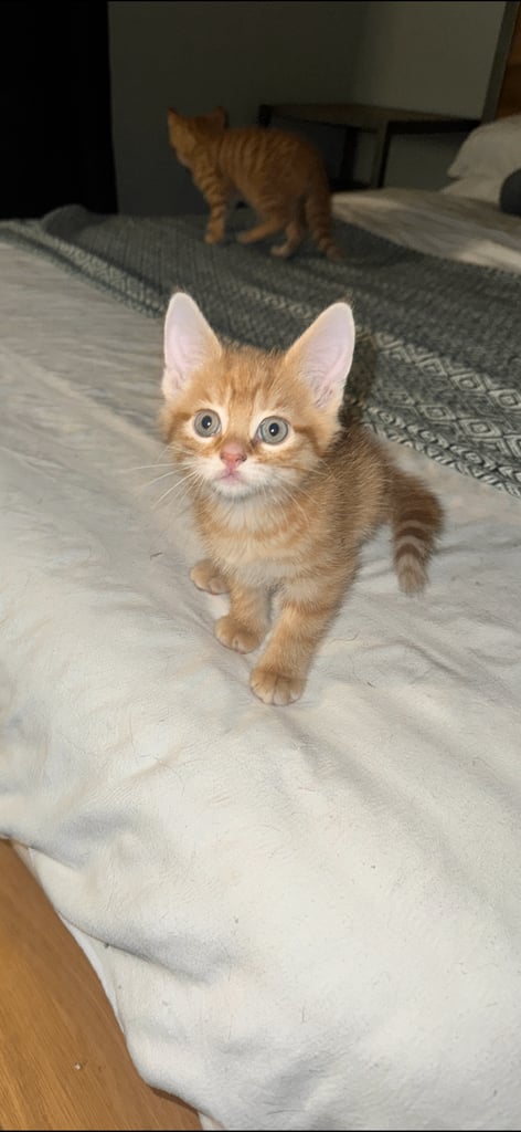 8 week old kittens ready for forever home! 