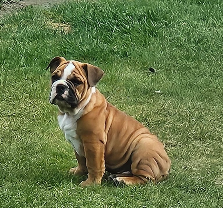 image for 10 month old English Bulldog x 