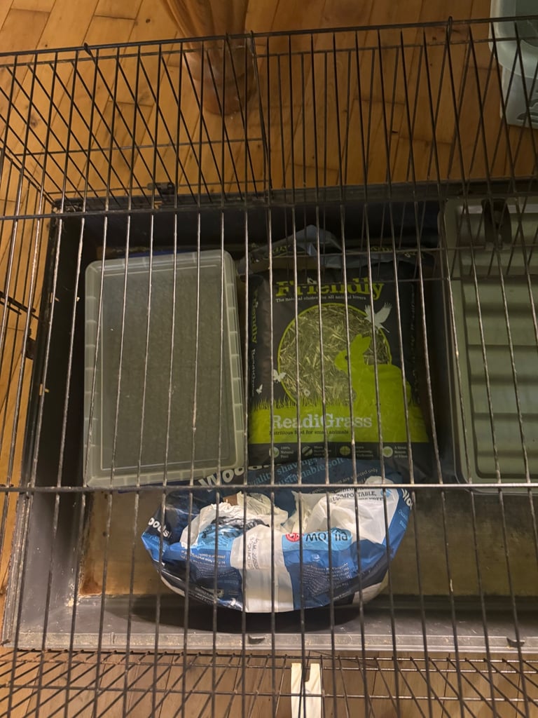 Guniea Pig set up 