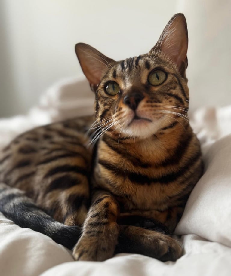 18 Month Female Bengal