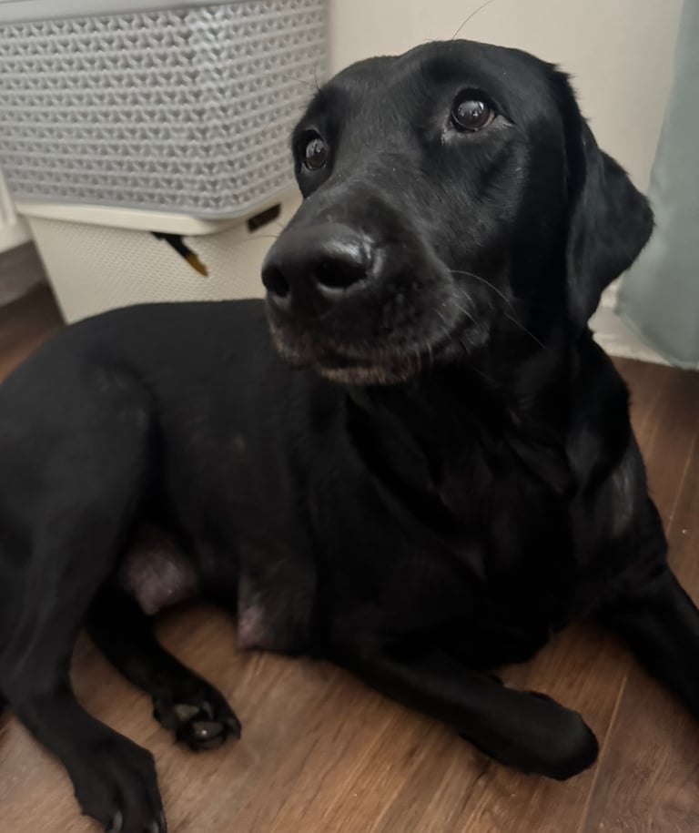 🐾 Adorable Labrador x Collie Puppy Looking for His Forever Home! 🐾