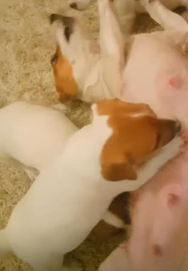 Jack Russell puppies 