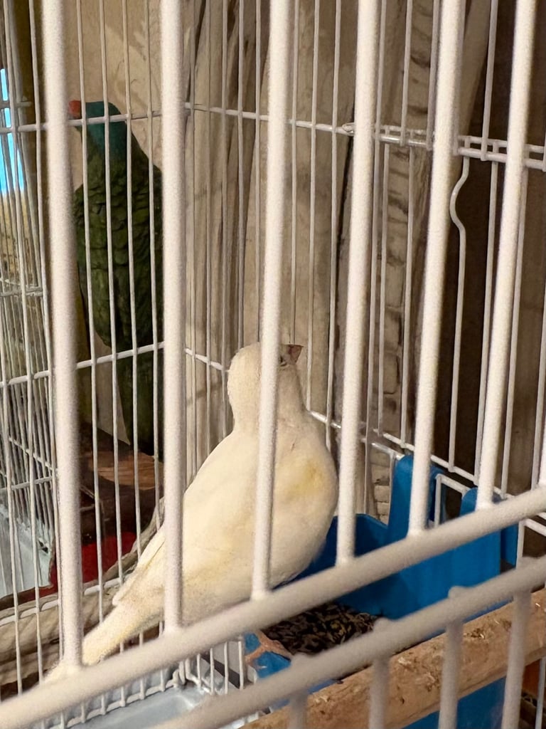 Pair of canaries and cage 
